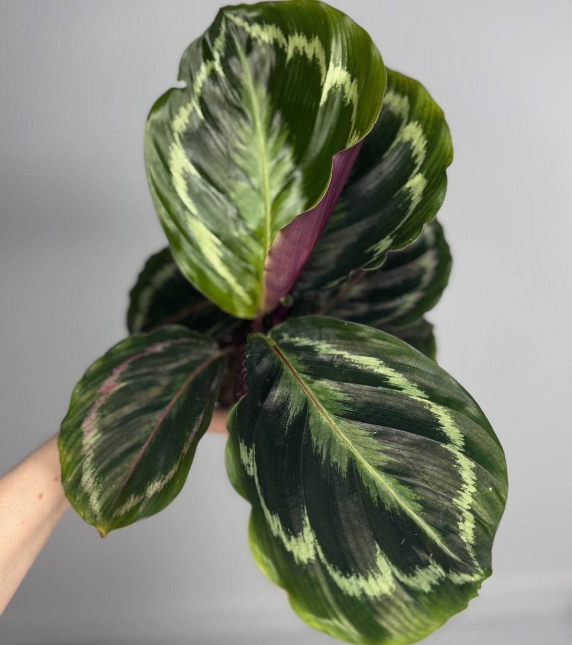 Калатея медальон d-11