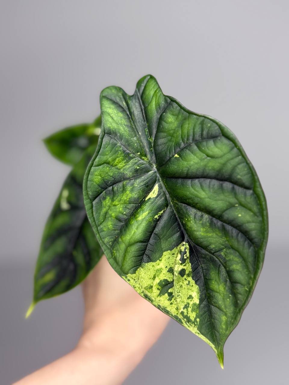 Алоказия драгон скейл вар. d-11