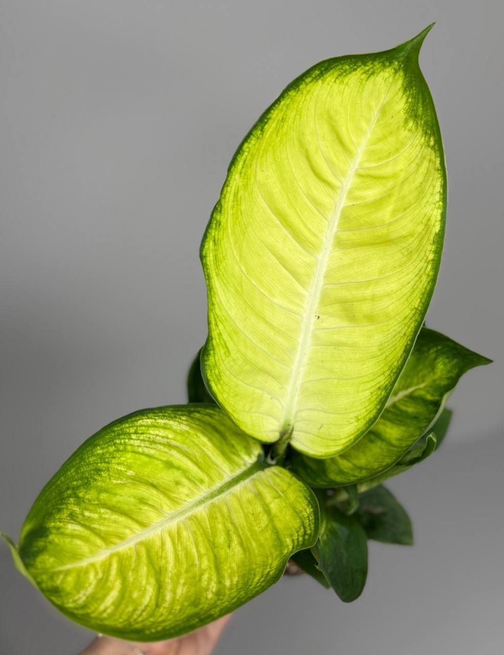 Диффенбахия Marianne d-11