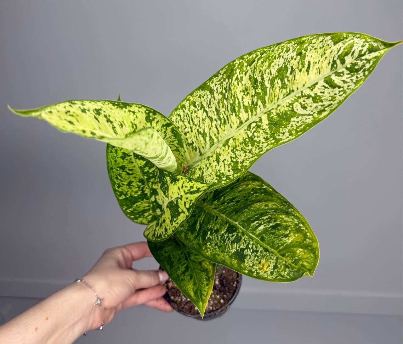 Диффенбахия Sublime d-11