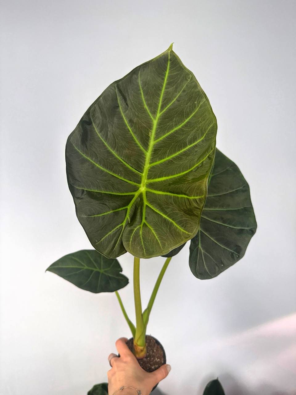 Алоказия Регал Шилдс d-11