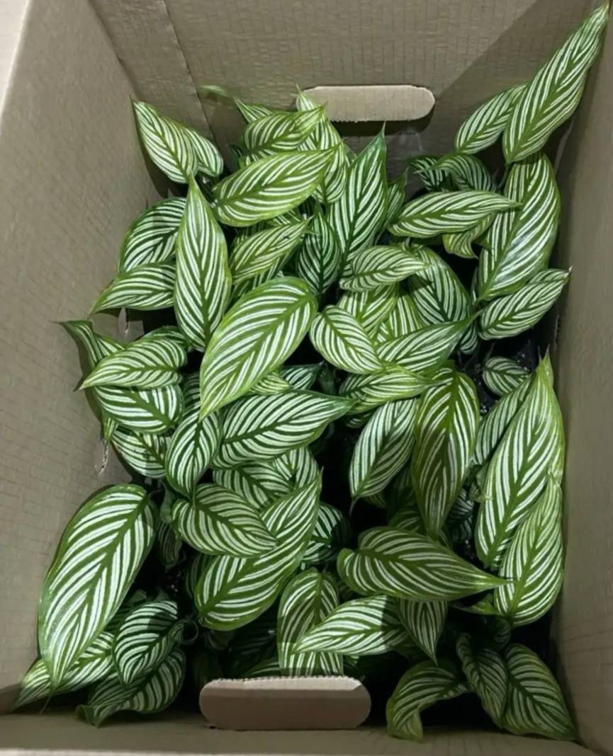 Калатея Витата d-11