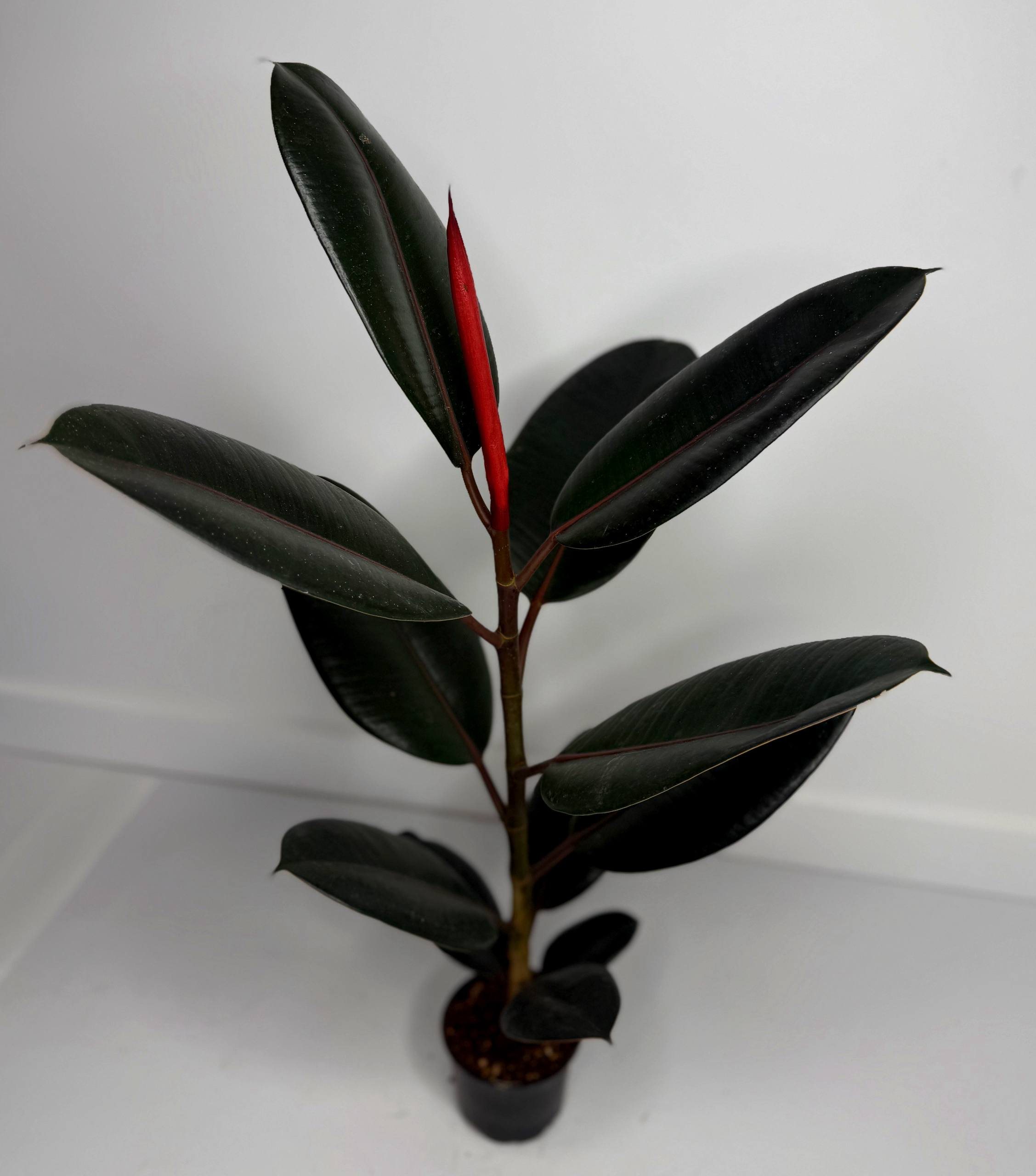 Фикус темный d-11