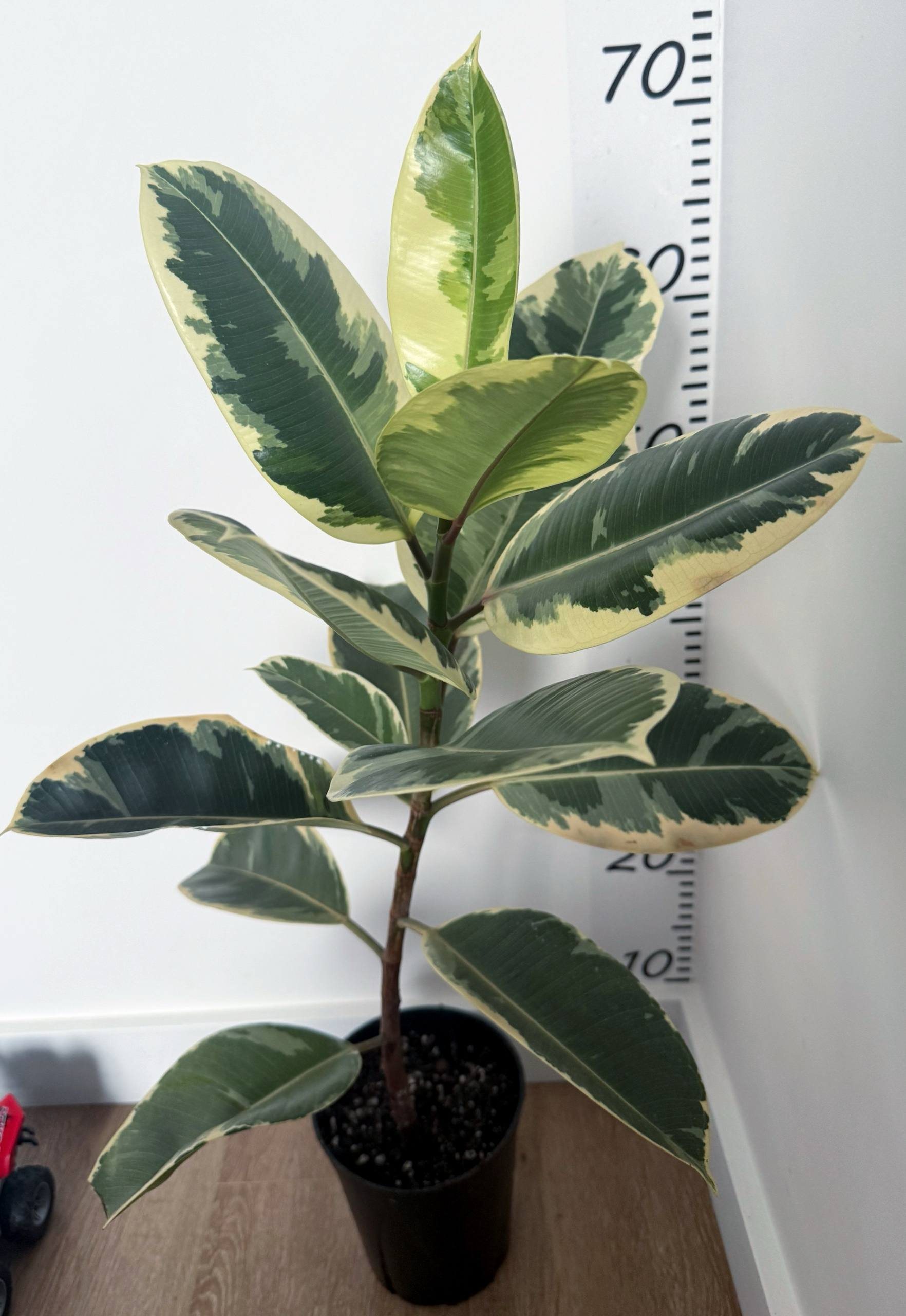 Фикус Тенекe d-11