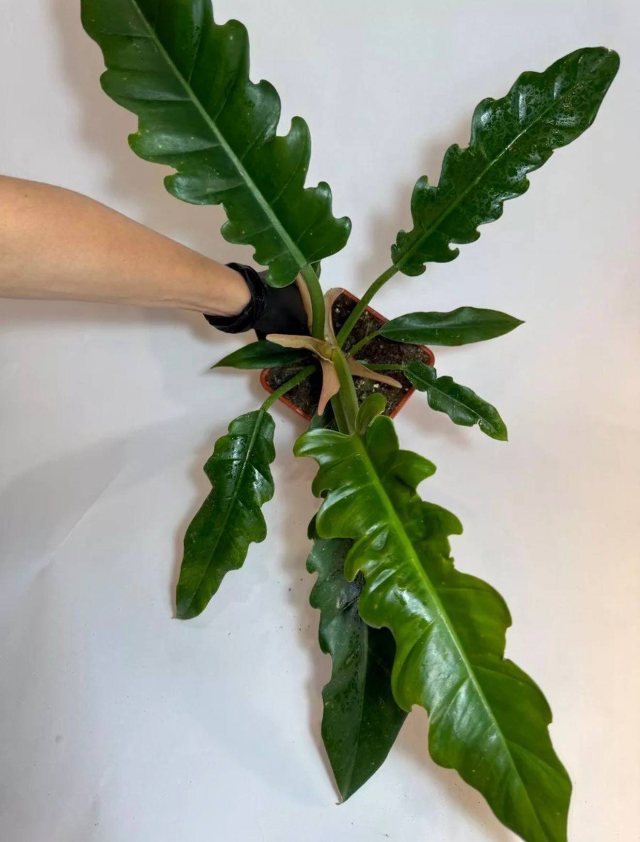 Фил Нэрроу d-11