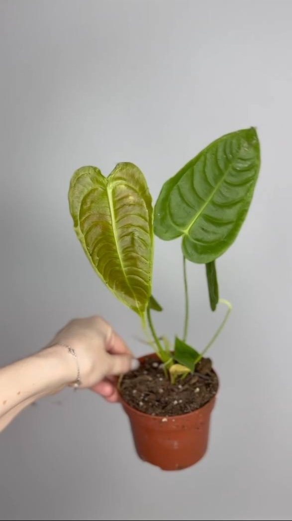 Антуриум вейчи 10/15