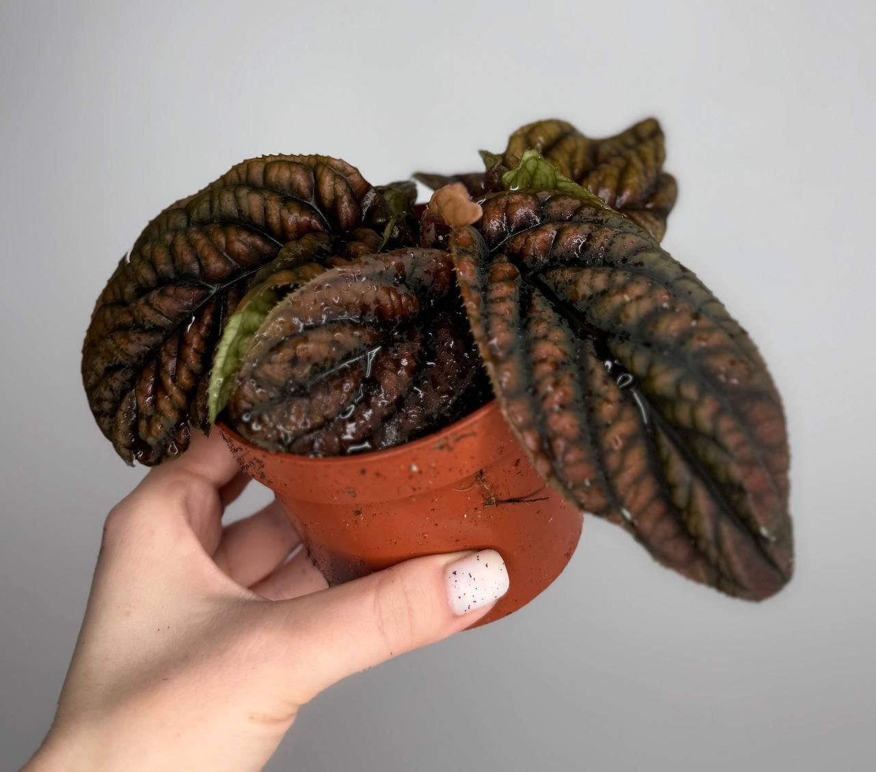 Labisia Vietnam 10/15