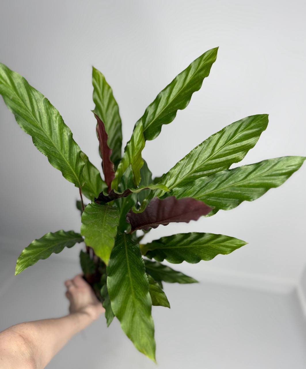 Калатея Руфибарба d-11