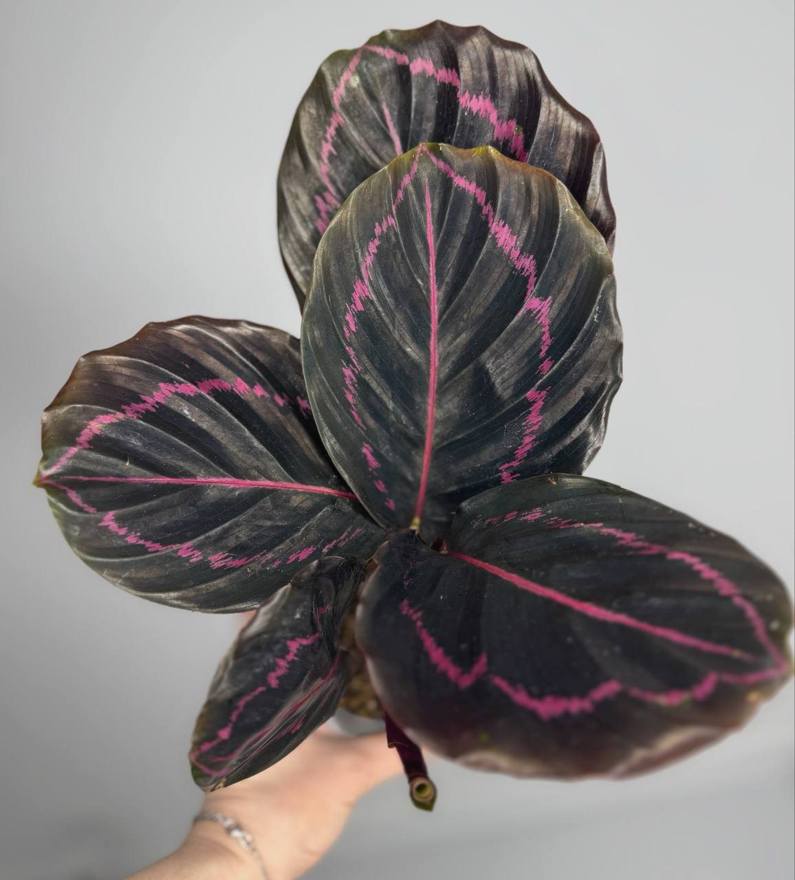 Калатея дотти d-11