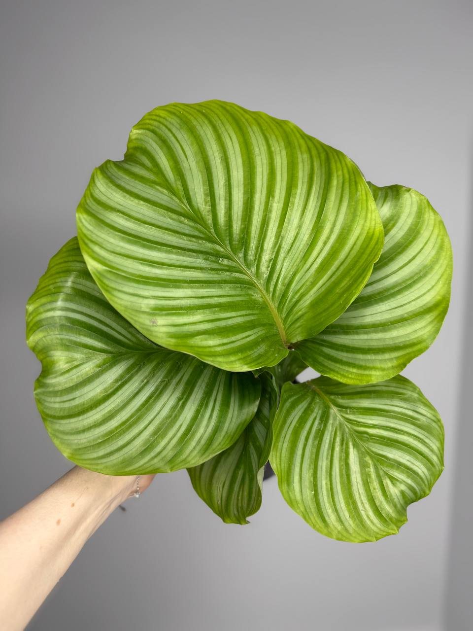 Калатея орбифолия d-11