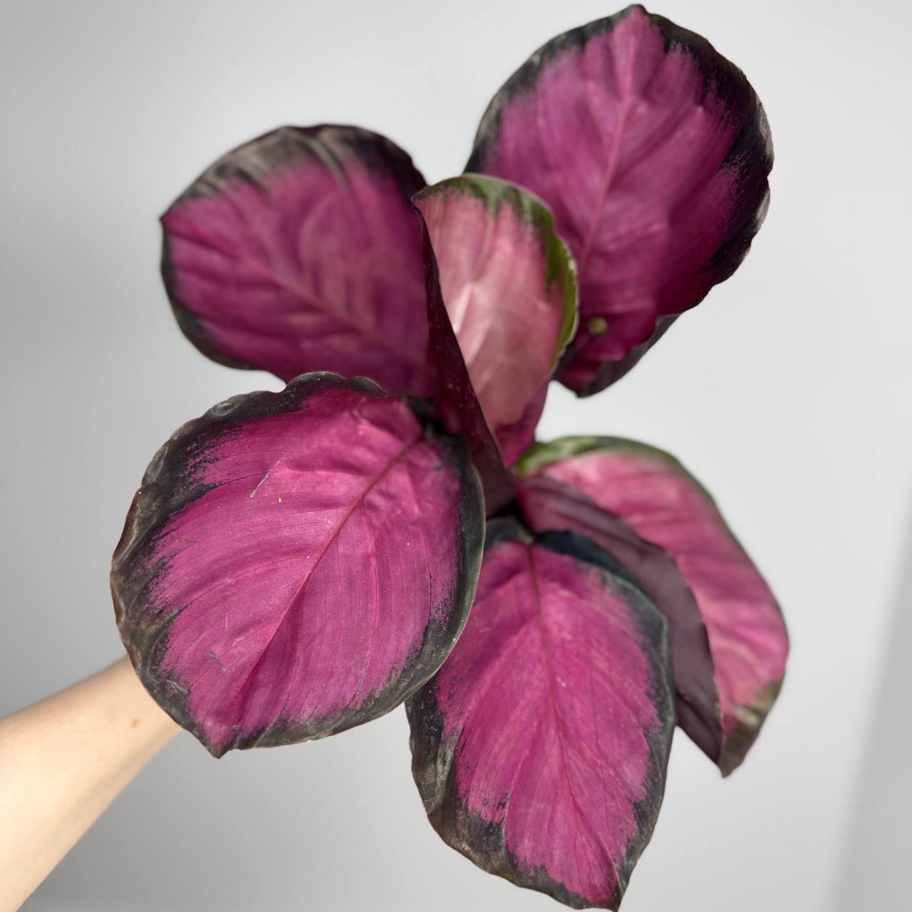 Калатея кримсон d-11