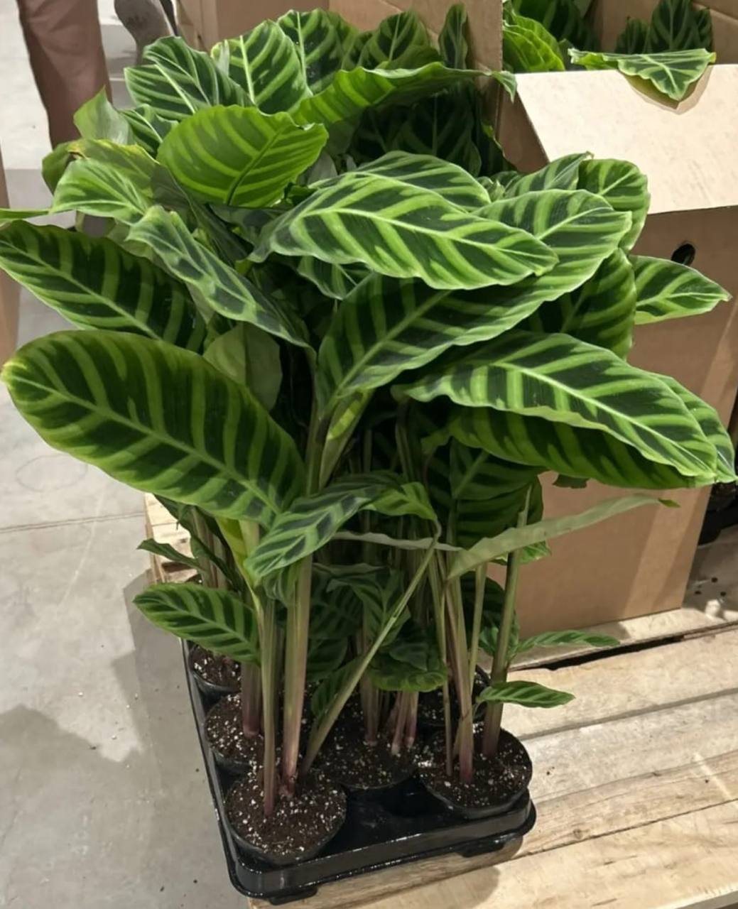 Калатея Зебрина d-11