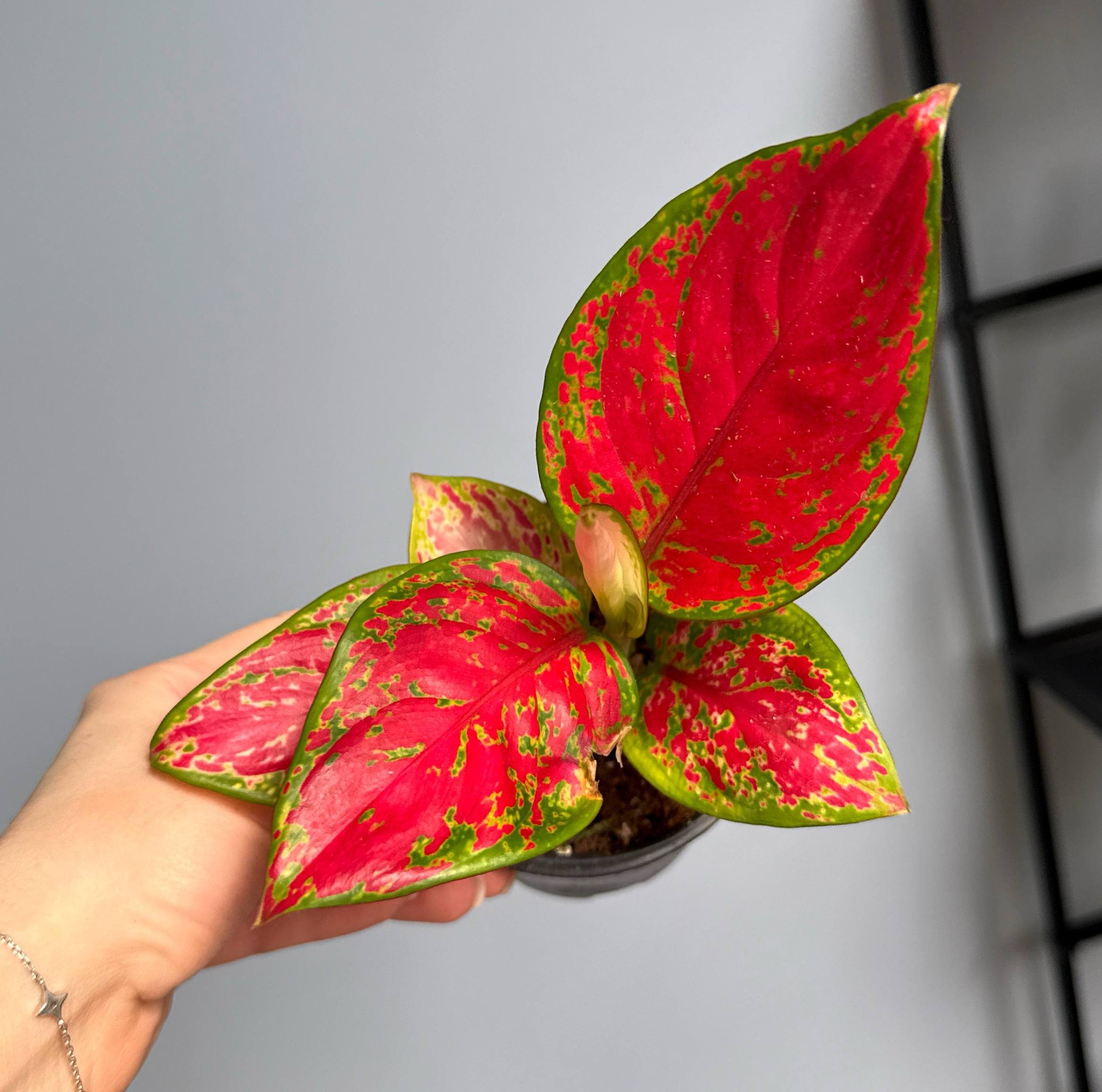 Аглаонема d-11