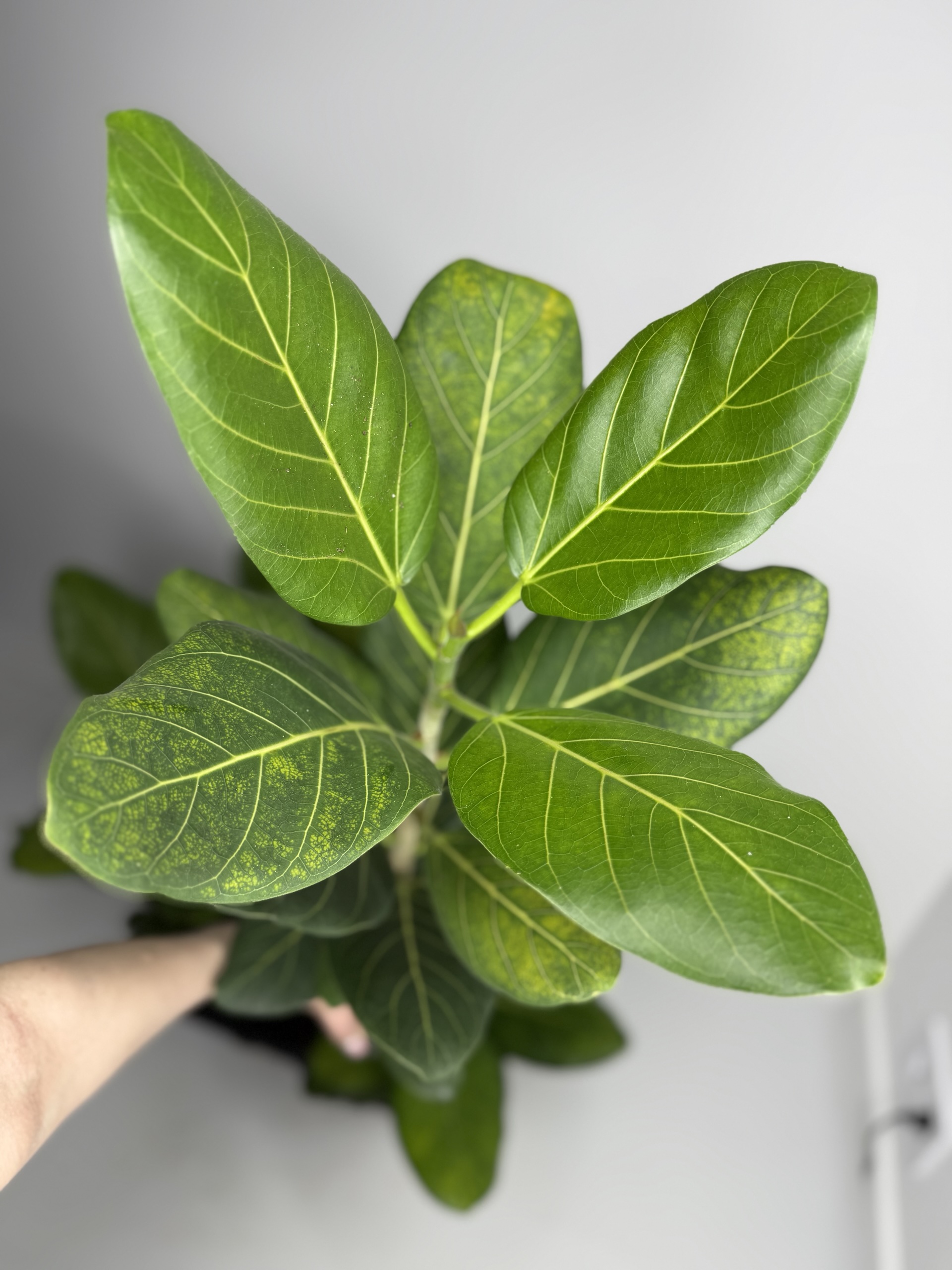 Фикус Одри d-11