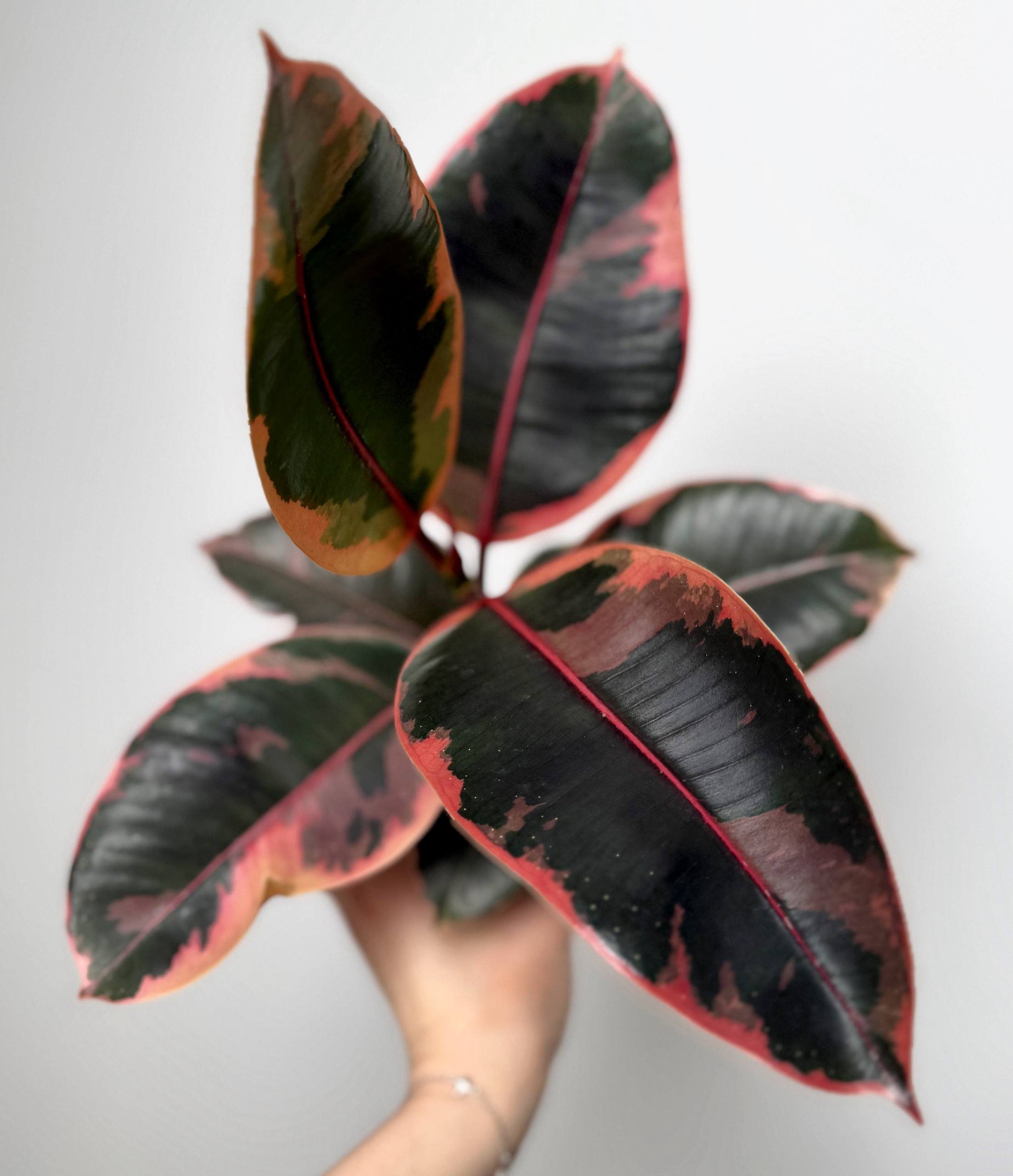 Фикус Руби d-11