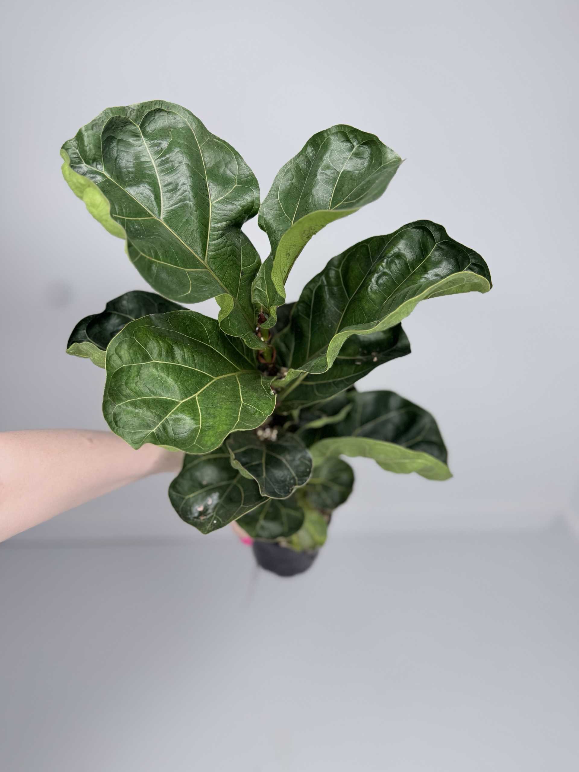 Фикус лирата d-11