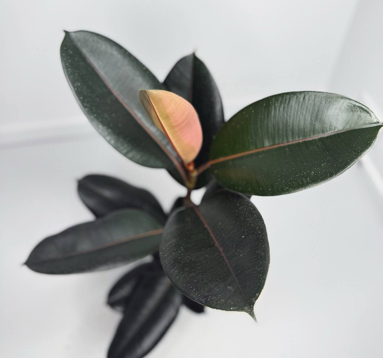 Фикус Абиджан d-11