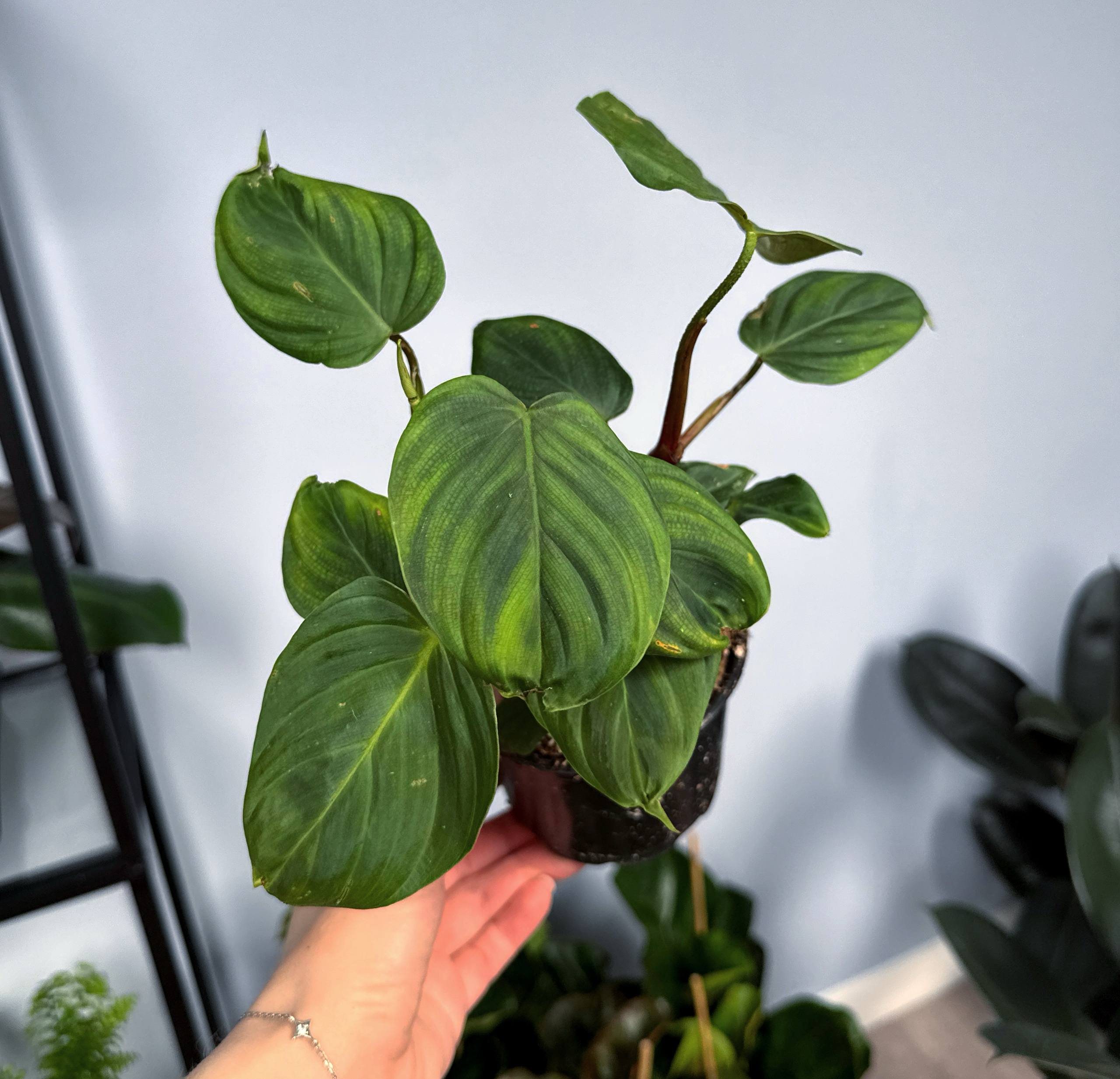 Фил глориозум d-11