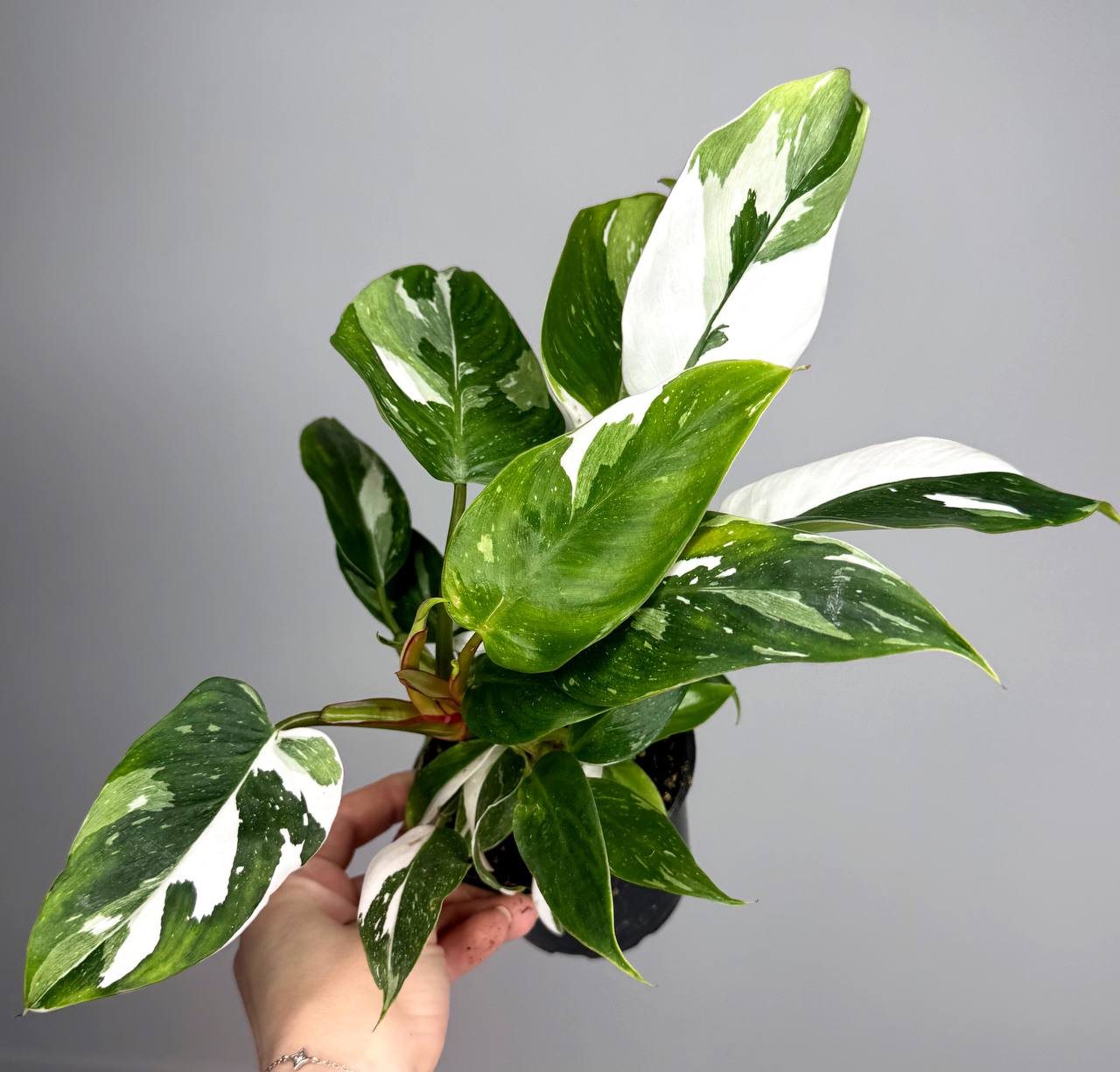 Фил Белая принцесса d-11