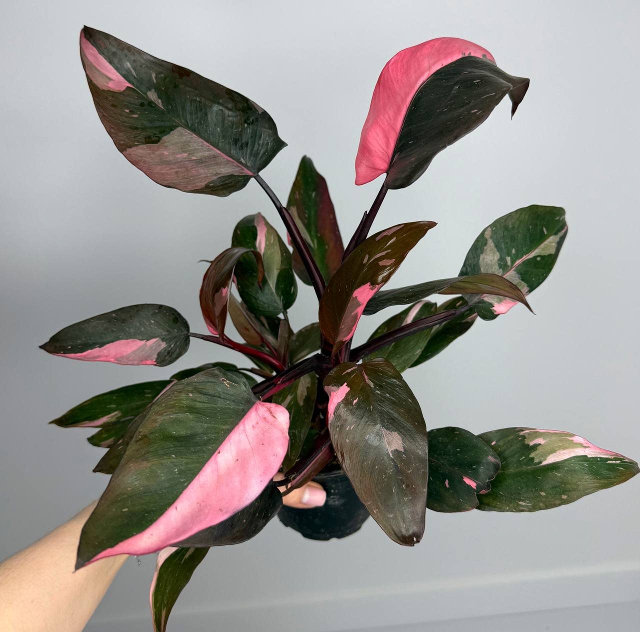 Фил Розовая Принцесса d-11