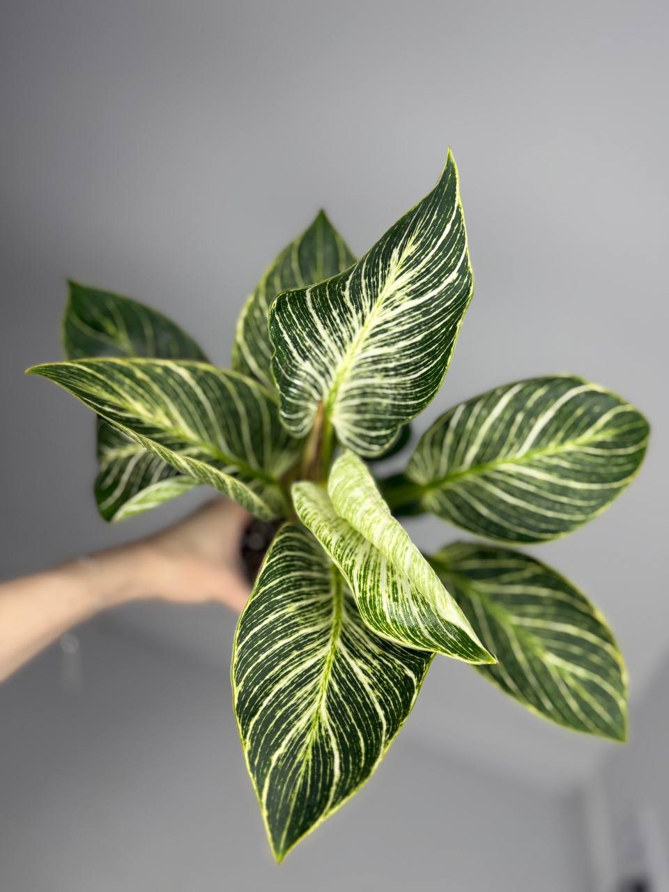 Фил Биркин d-11