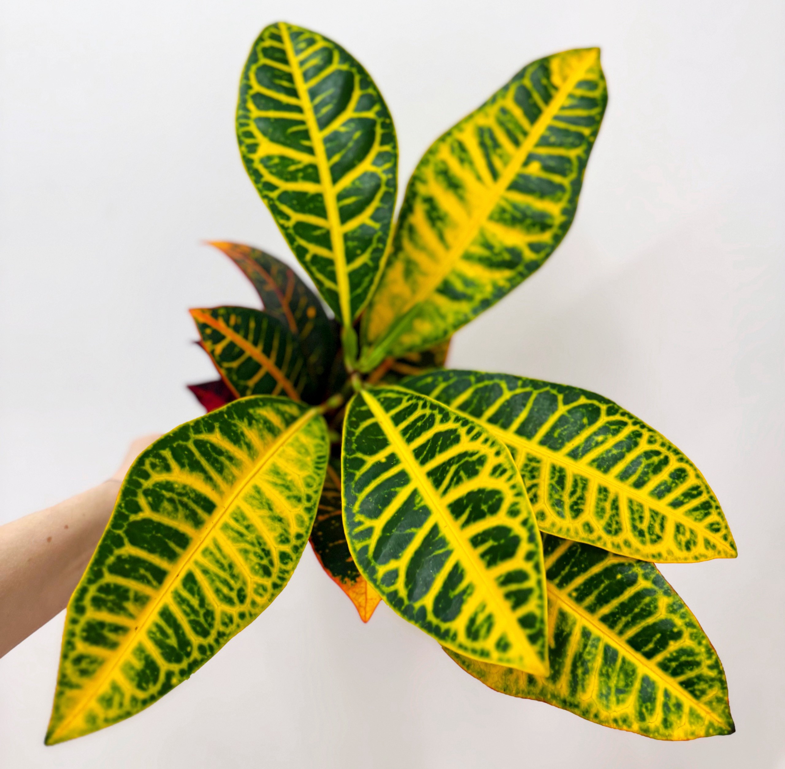 Кодиеум Петра d-11