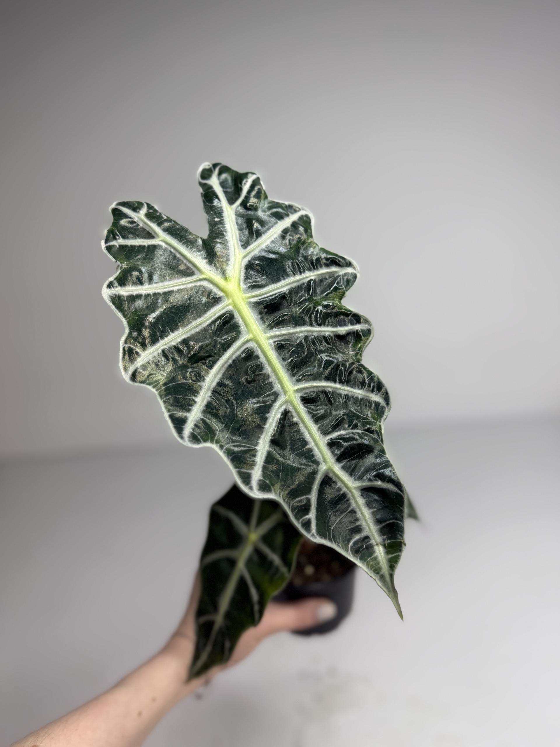 Алоказия полли d-11