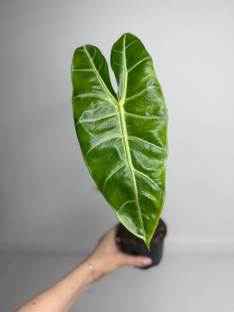 Алоказия лонгилоба d-11