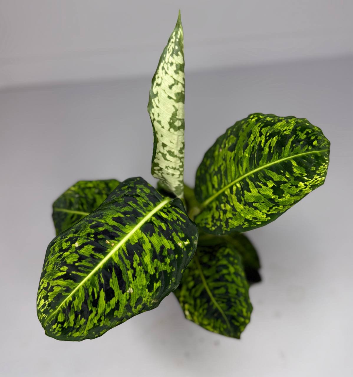 Диффенбахия Reflector d-11