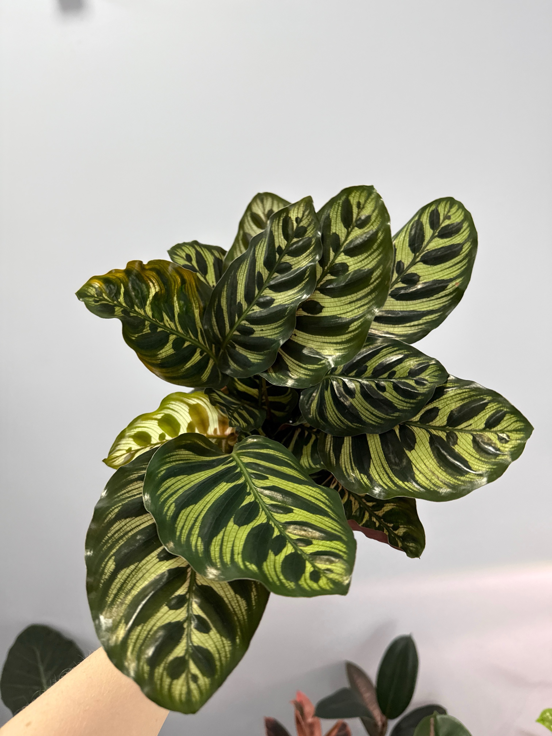 Калатея Макояна d-11