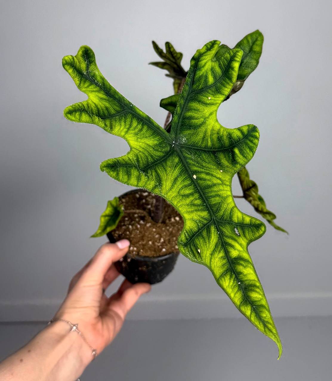 Алоказия Жаклин d-11