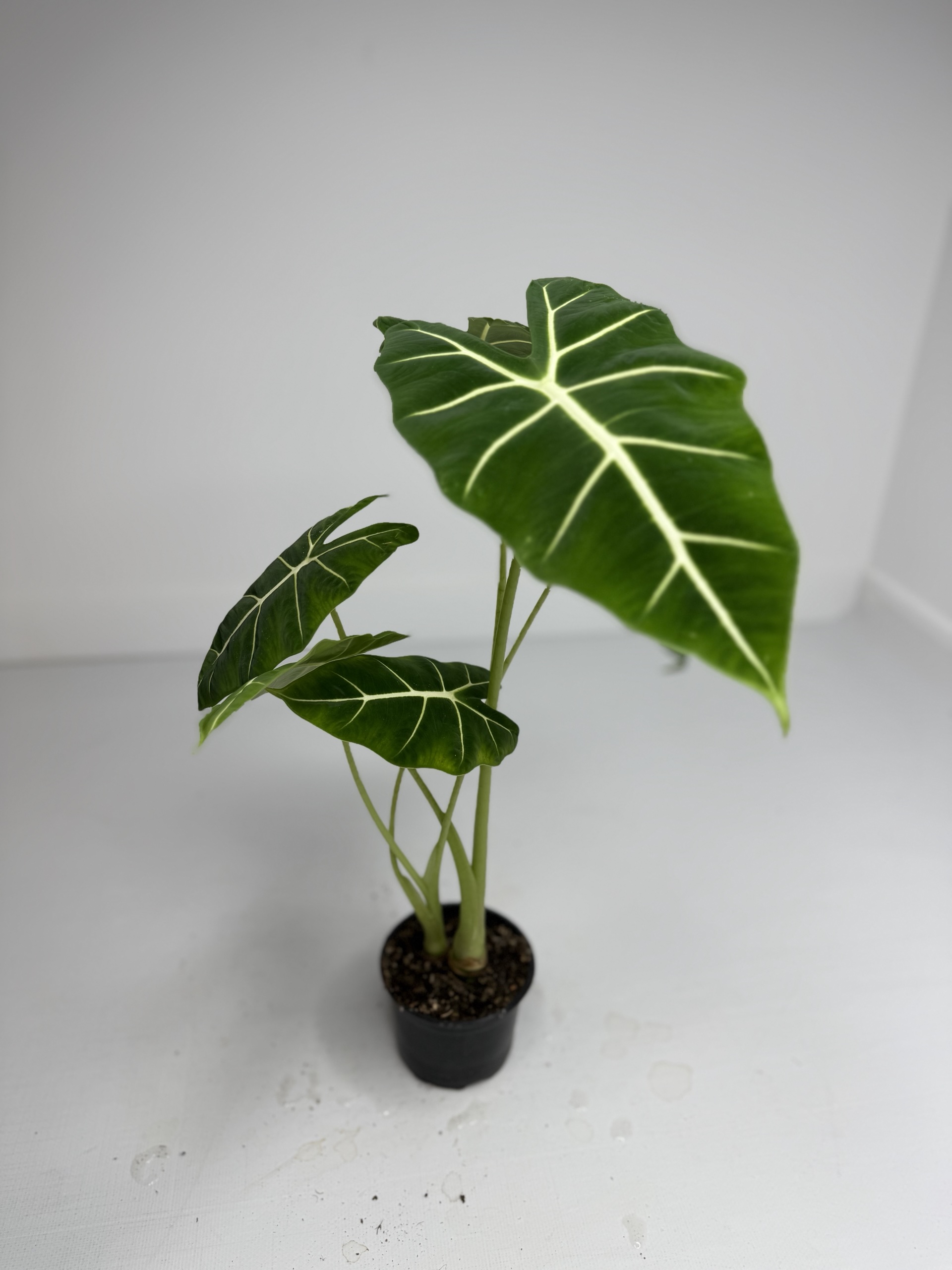 Алоказия Фрайдек d-11