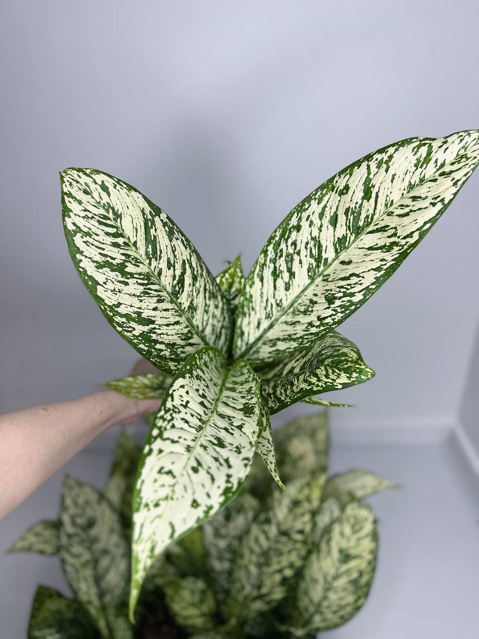 Диффенбахия Вайт Этна d-11