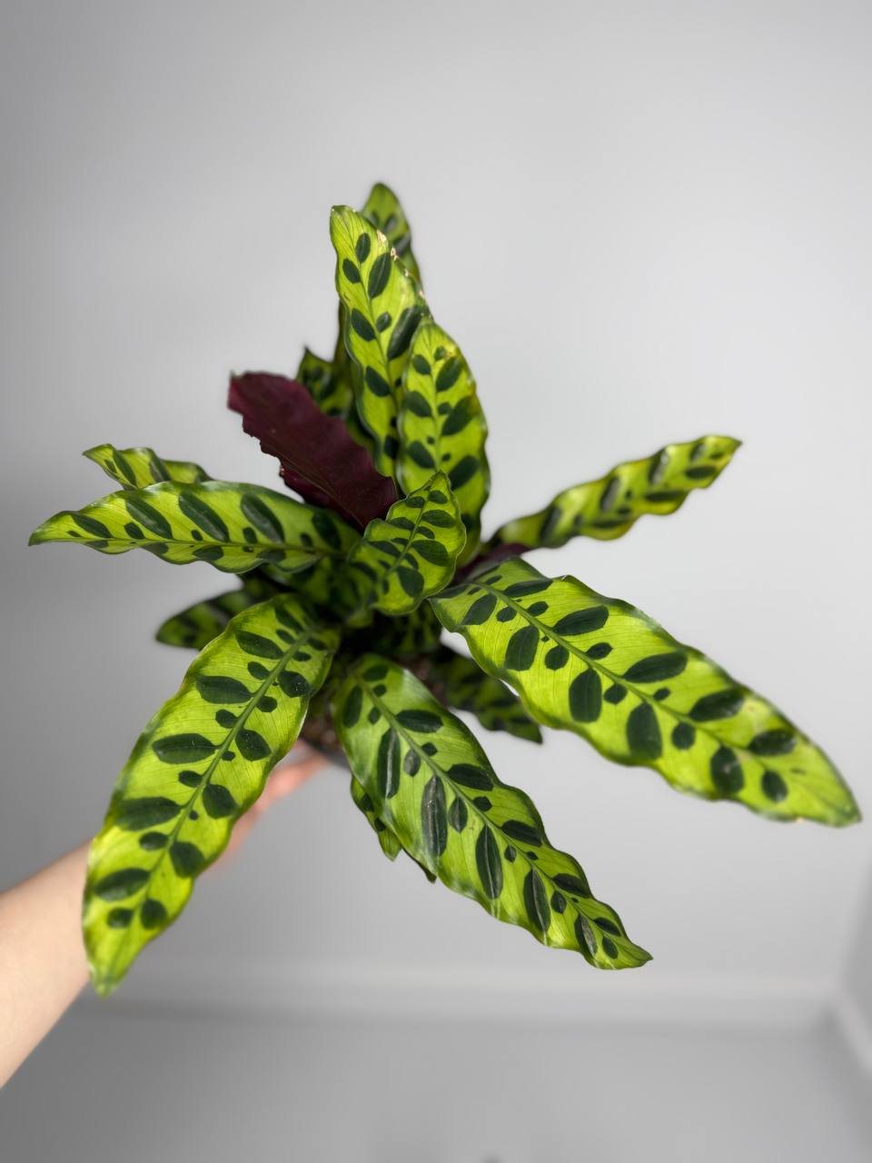 Калатея лансифолия d-11