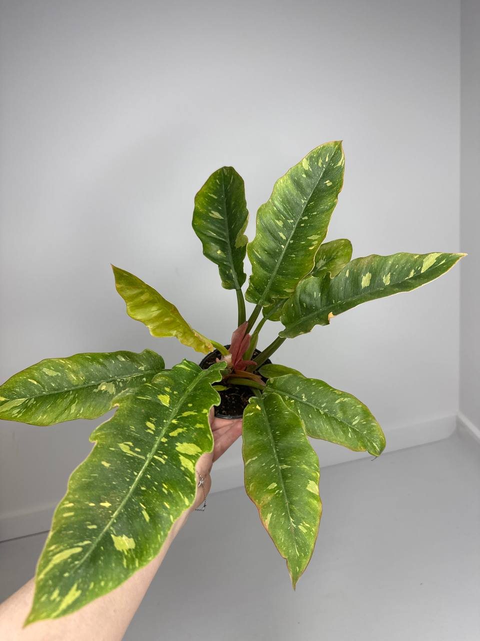 Фил Ринг оф фаер d-11