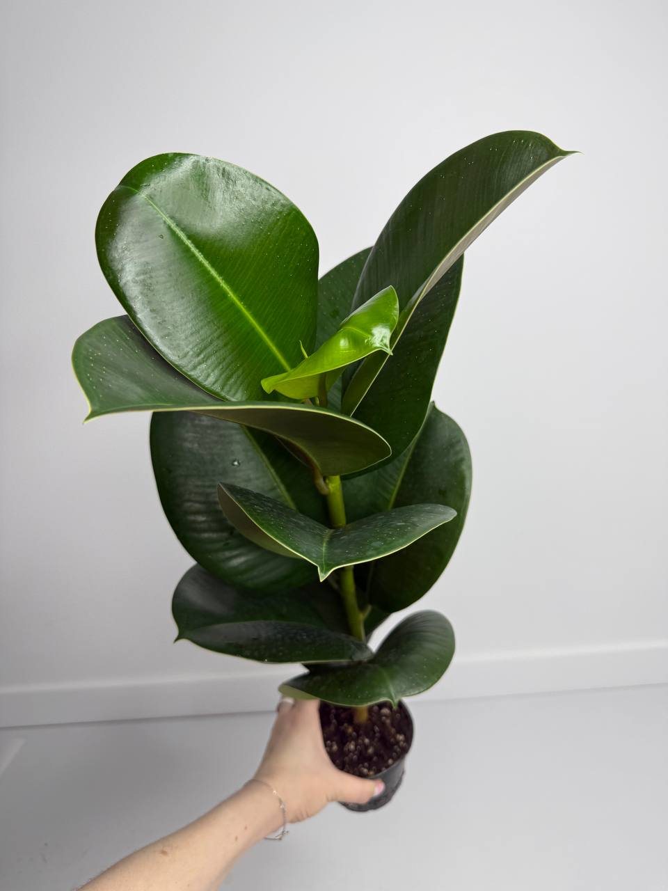 Фикус София d-11