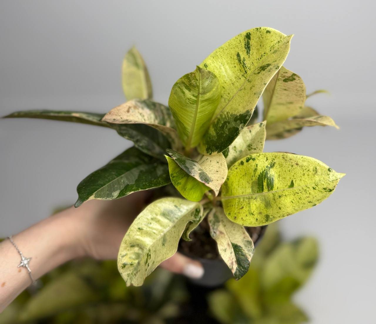 Фикус Шивериана d-11