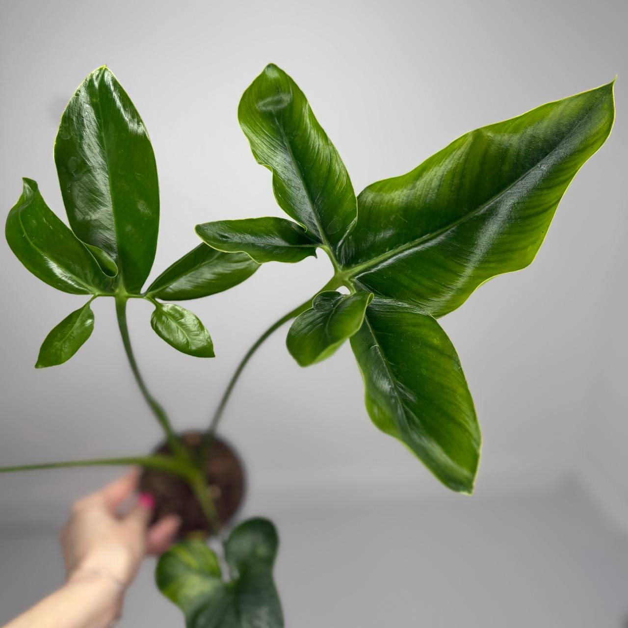 Фил Фан-Бан d-11