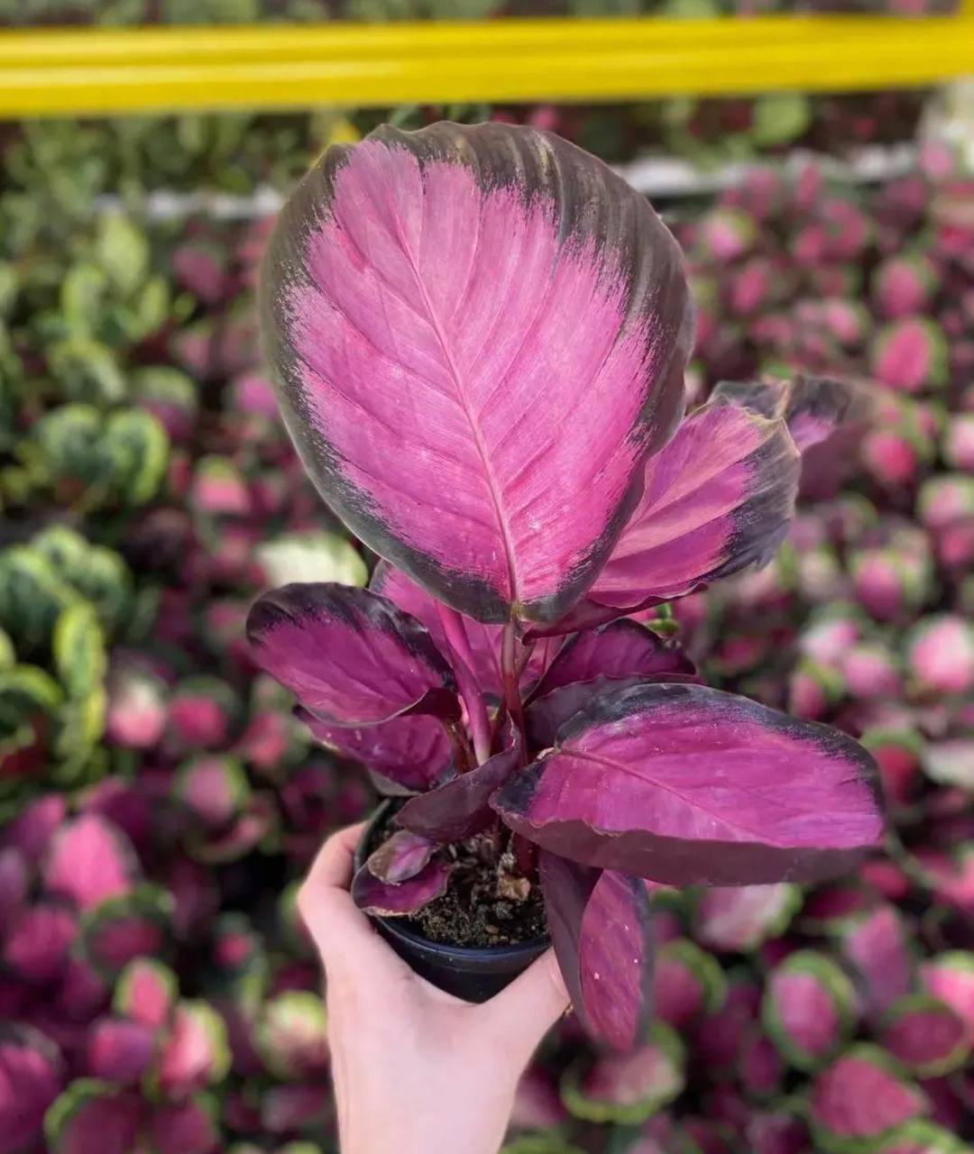 Калатея кримсон грин d-11