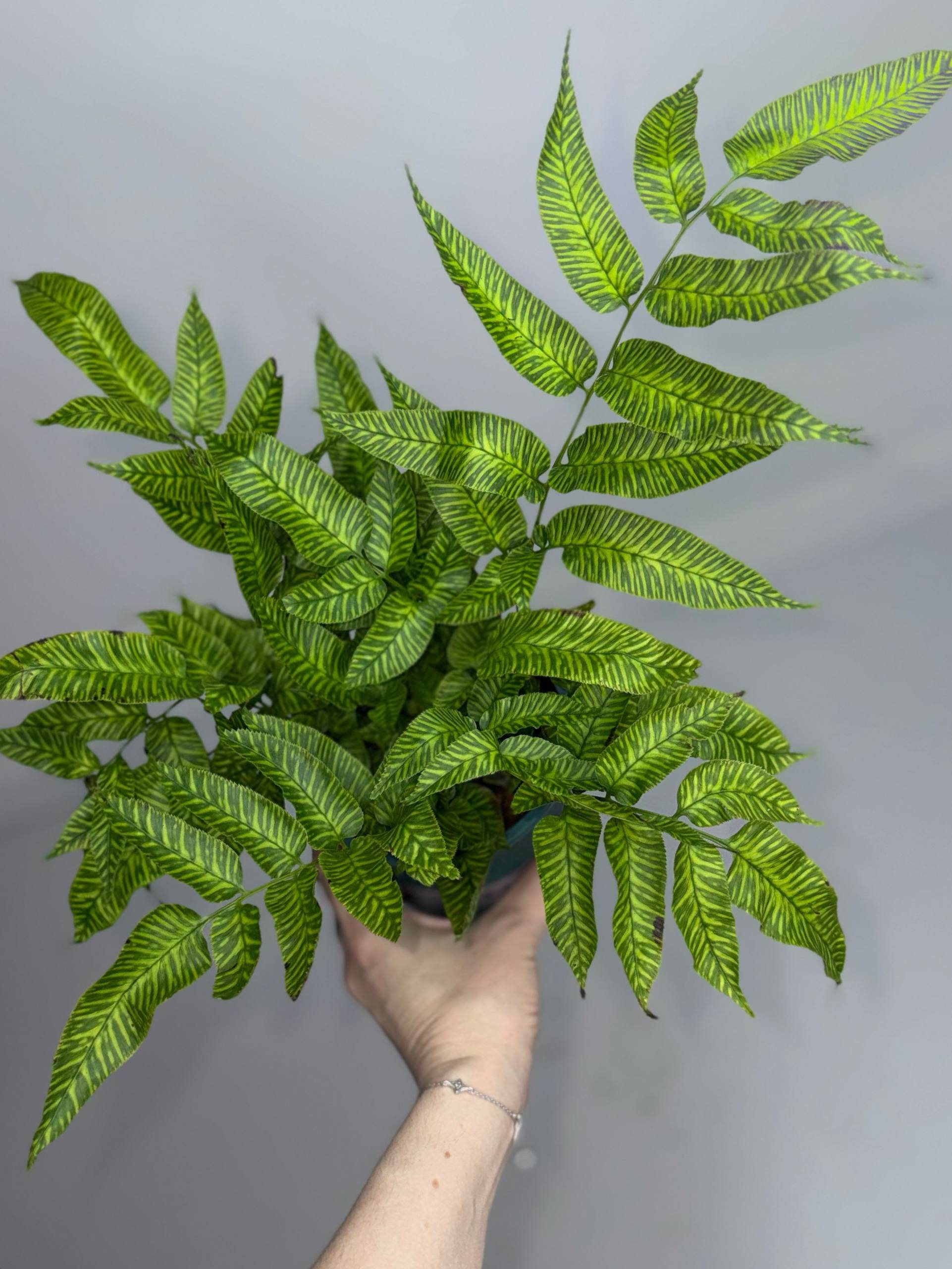 Кониограмма голден зебра d-11