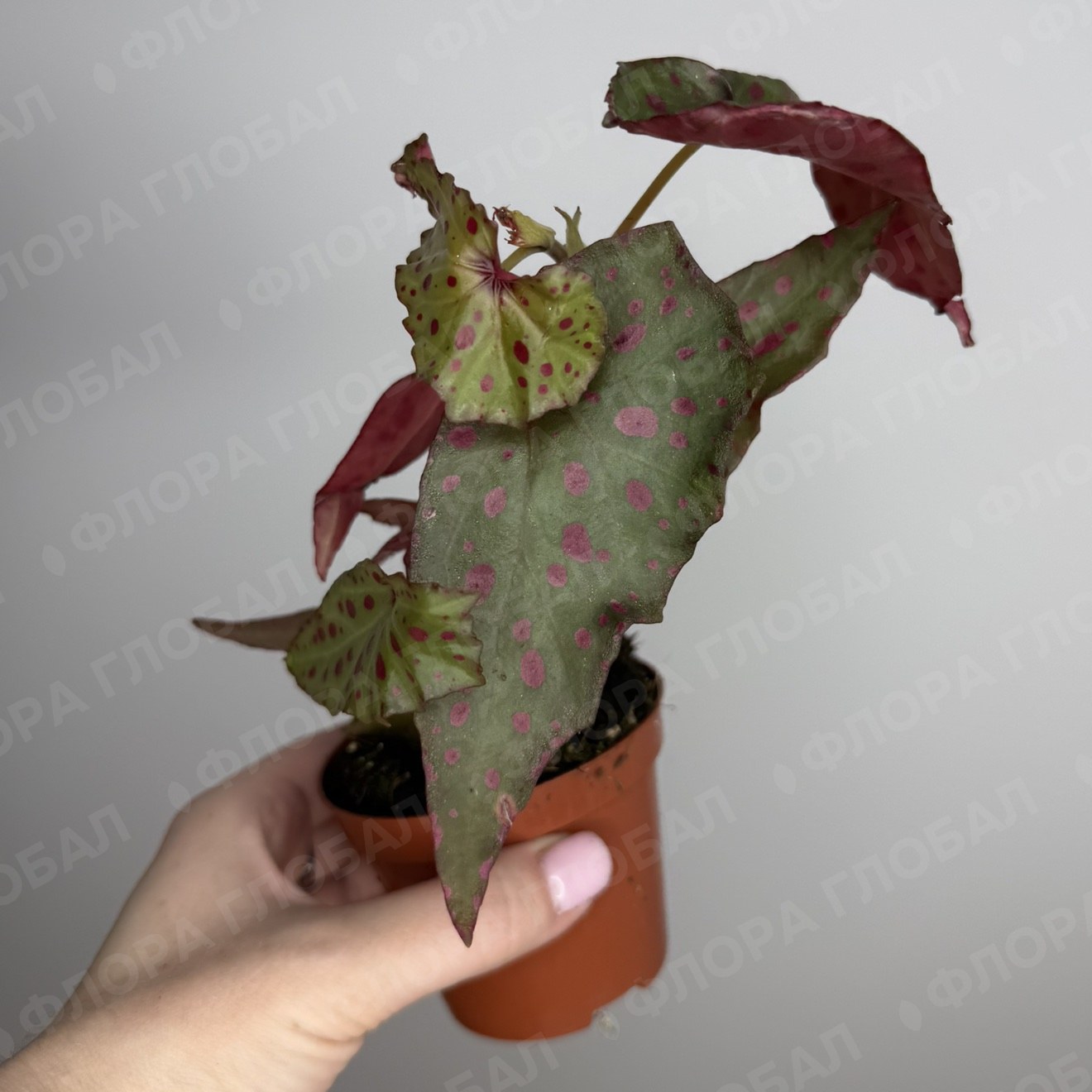 Begonia Amphioxus X Malachosticta 8/12, Бегония