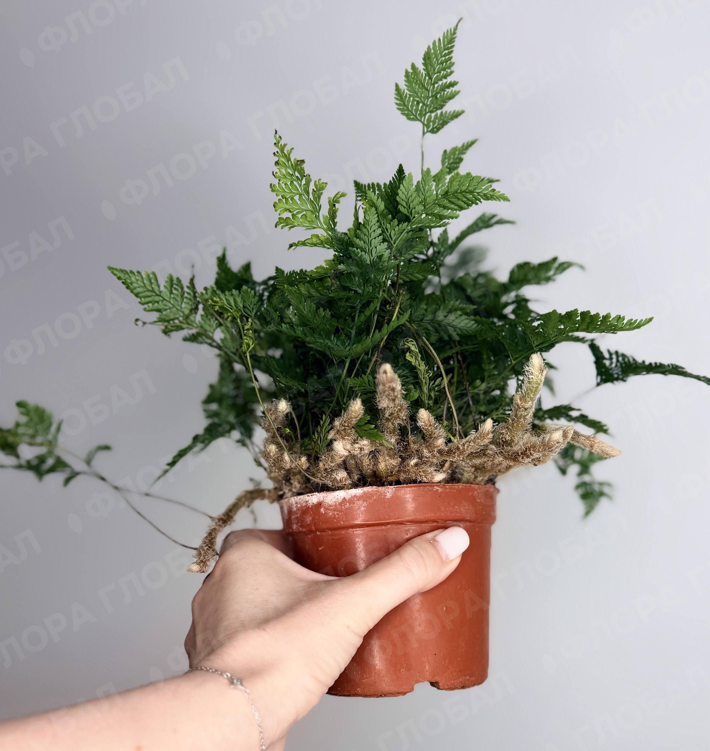 Даваллия 10/15, Папоротник, горшок d 10 см
