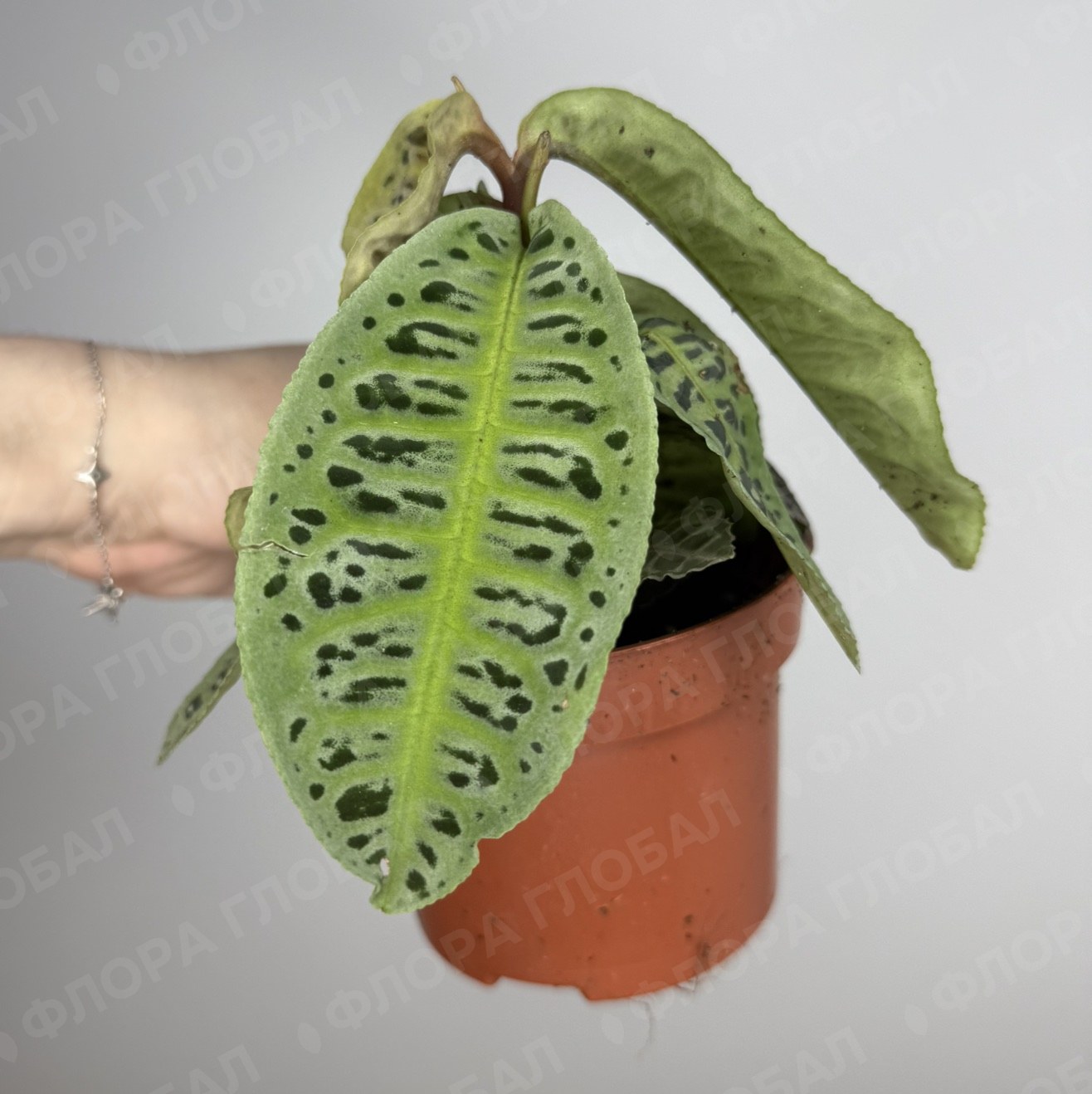 Labisia No id 10/15, Лабизия