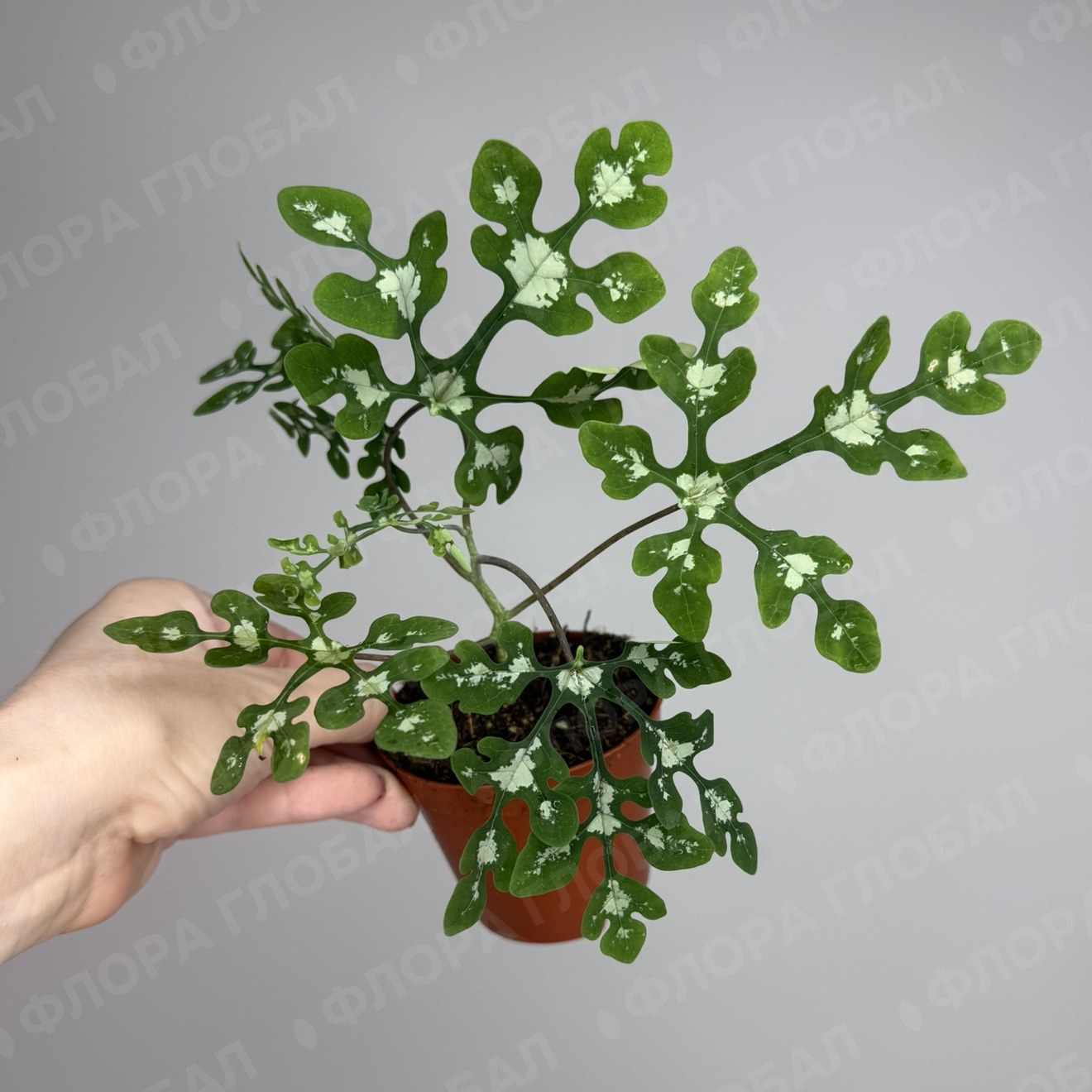 Adenia Perrieri 8/12