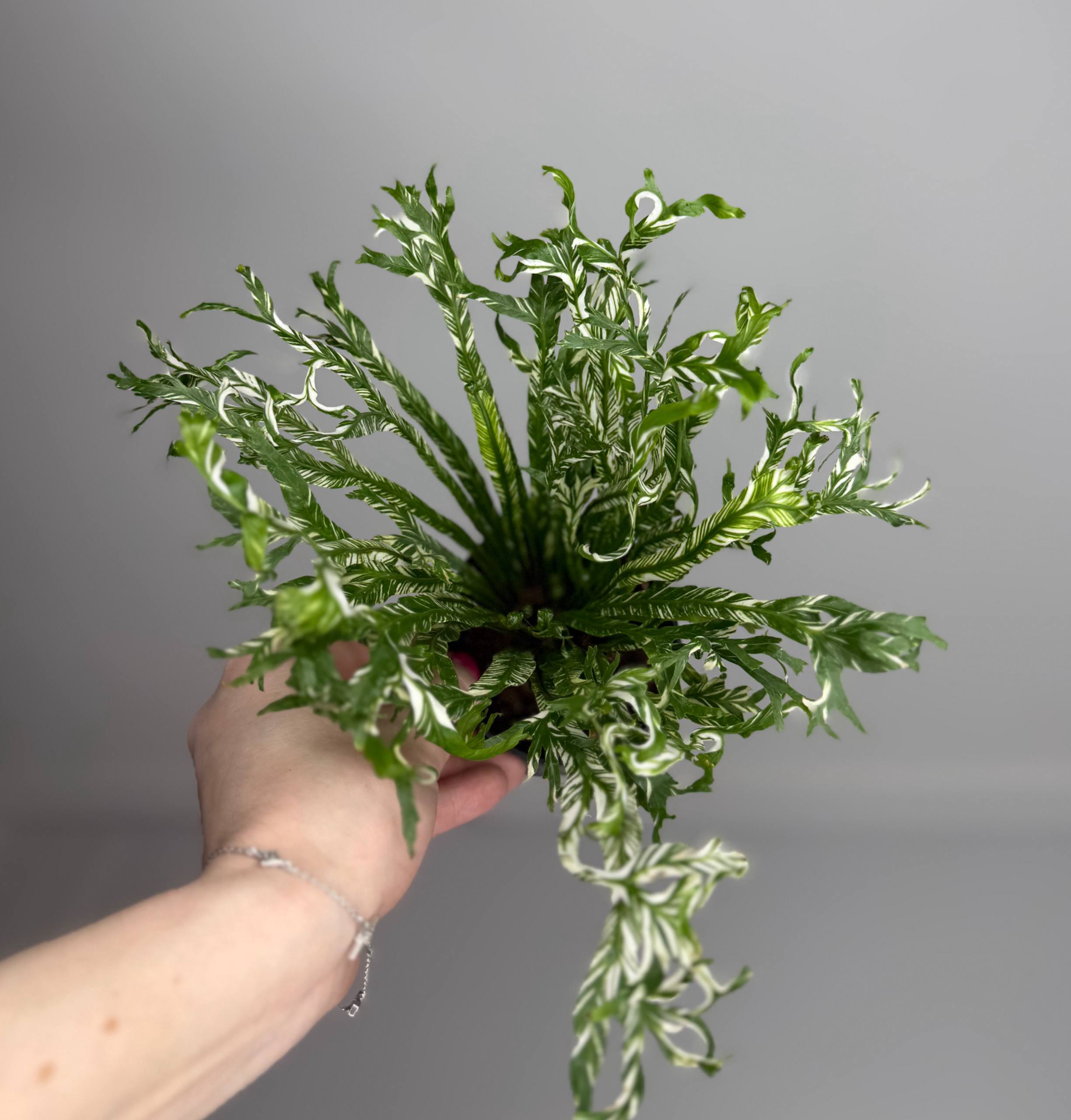 Асплениум нидус вар. d-9