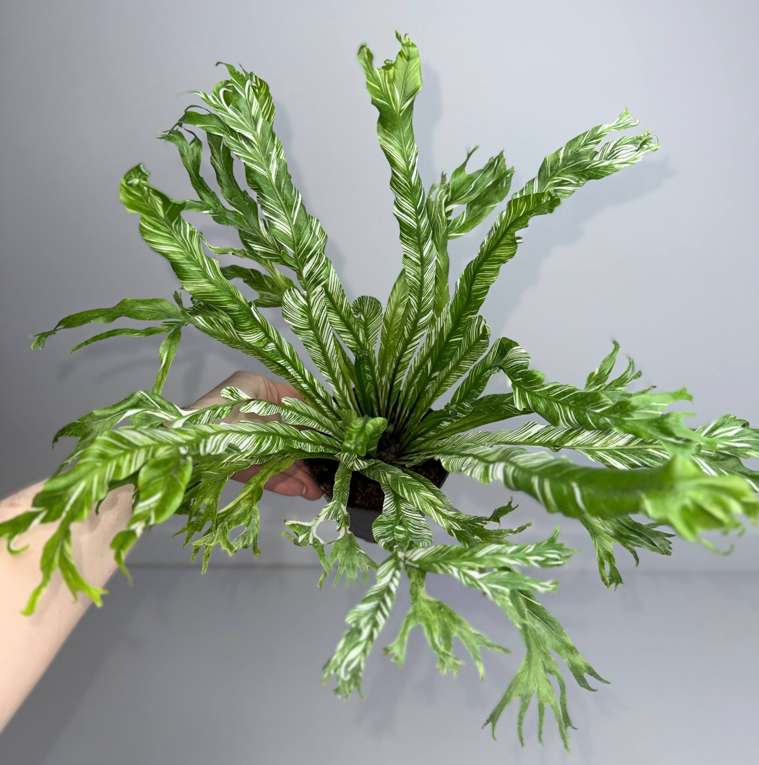 Асплениум нидус вар. d-10