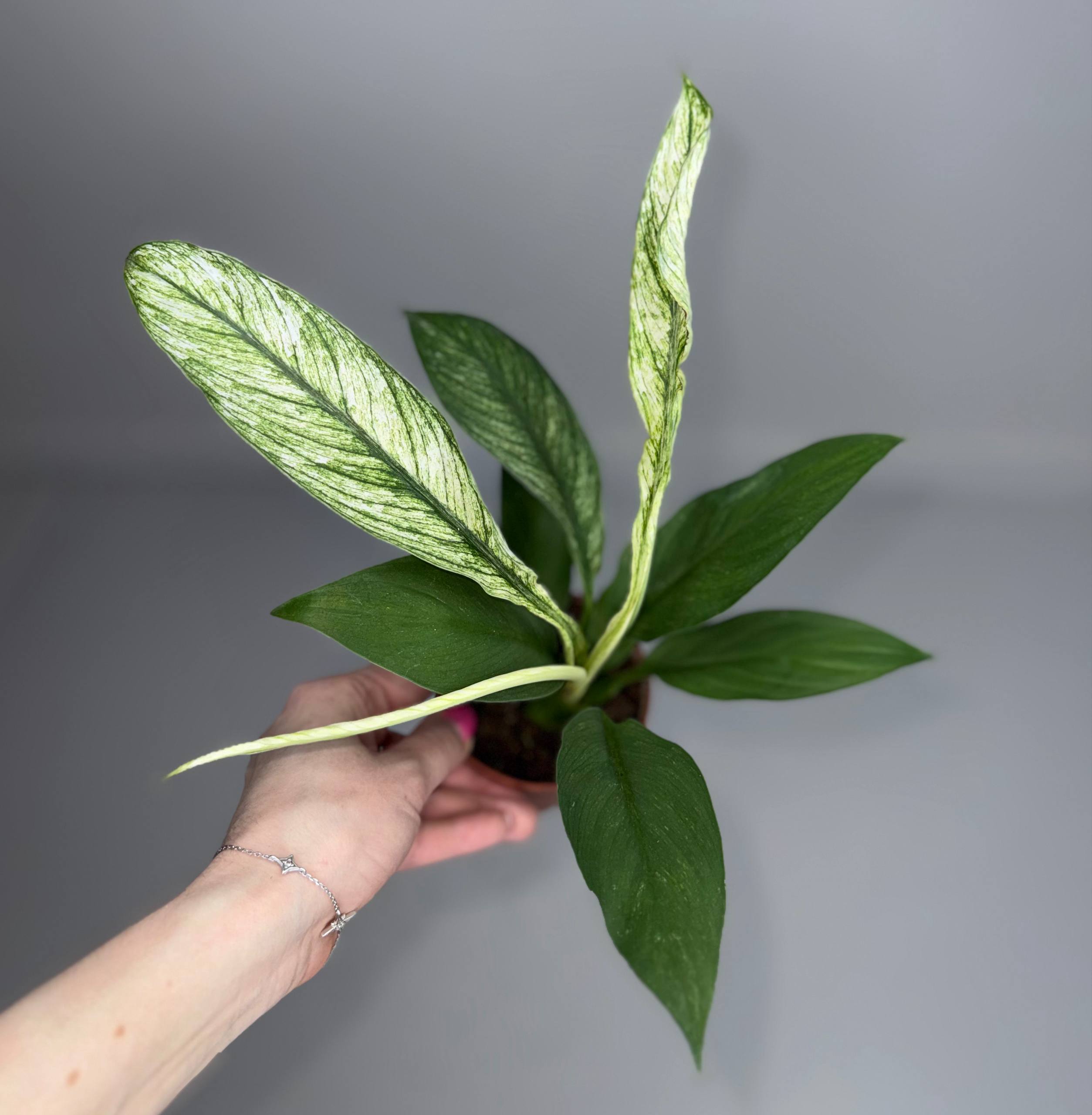 Спатифиллум сенсация вар. d-8