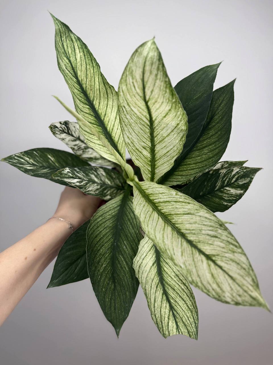 Спатифиллум сенсация вар. d-11