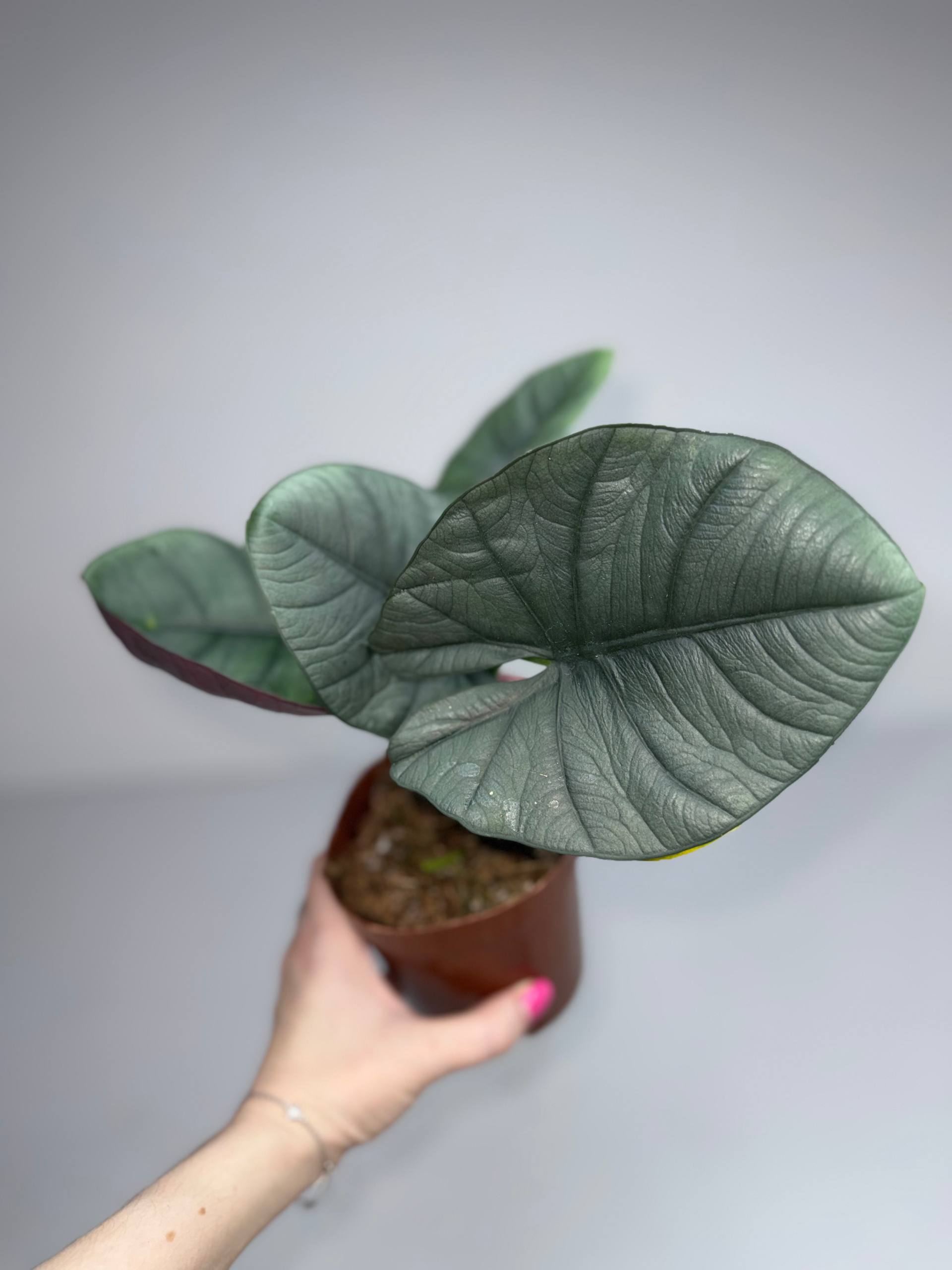 Алоказия экватор d-11