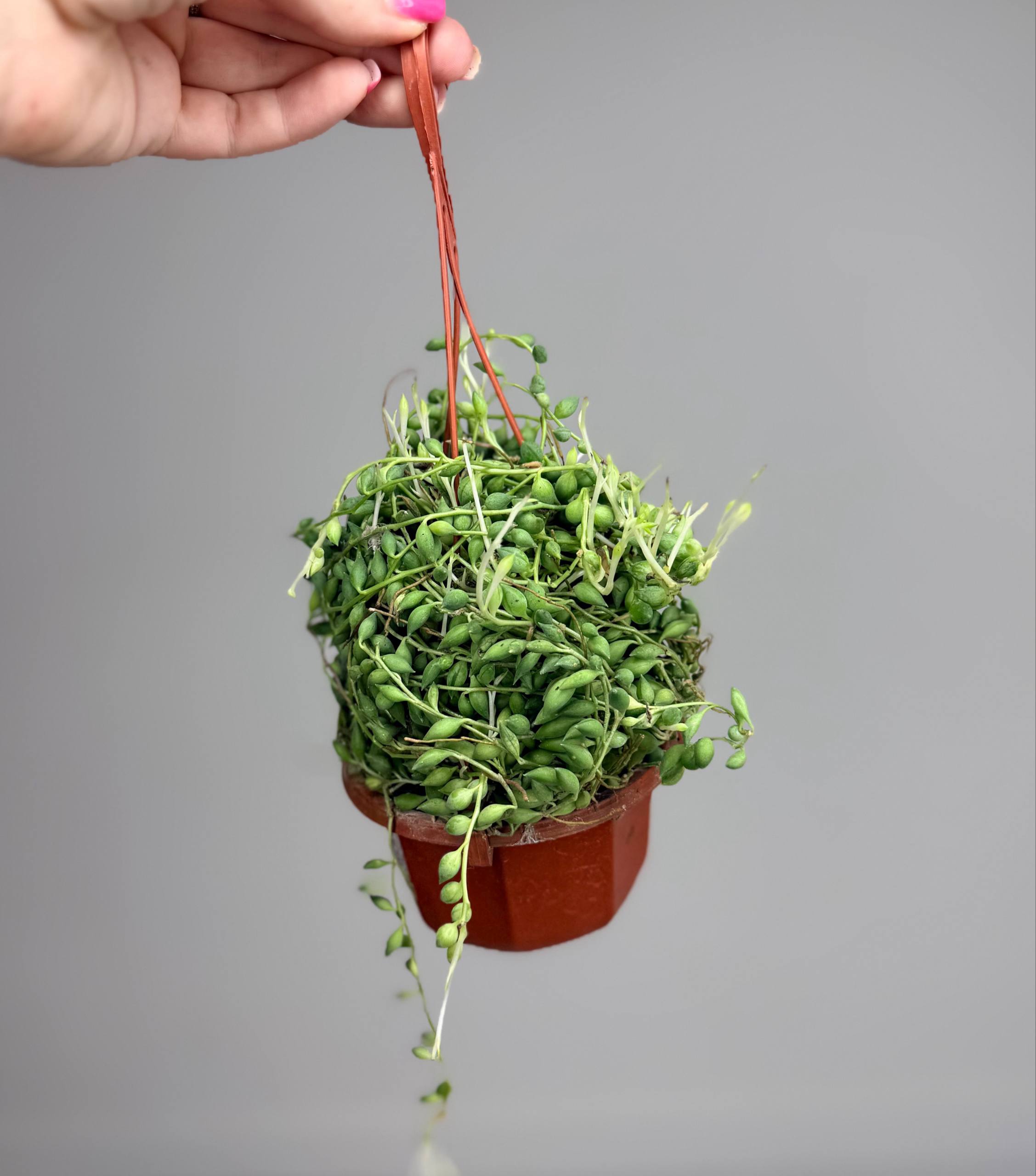 Сенецио роулеанус d-10